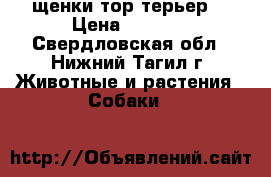 щенки тор терьер  › Цена ­ 7 000 - Свердловская обл., Нижний Тагил г. Животные и растения » Собаки   